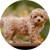 Maltipoo